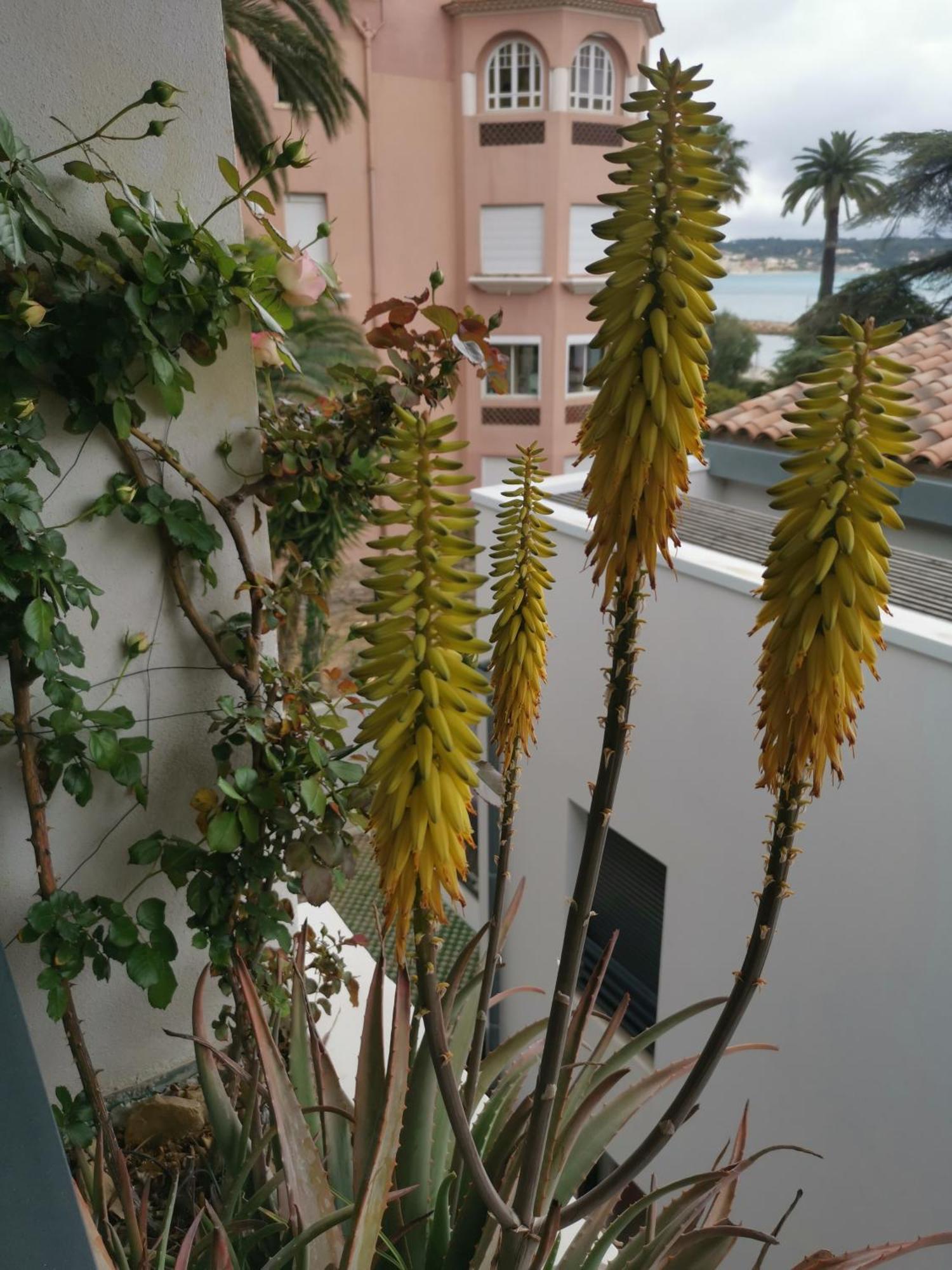 Apartamento Ofdl B T1 Bandol - Briotine Foyalais Exterior foto